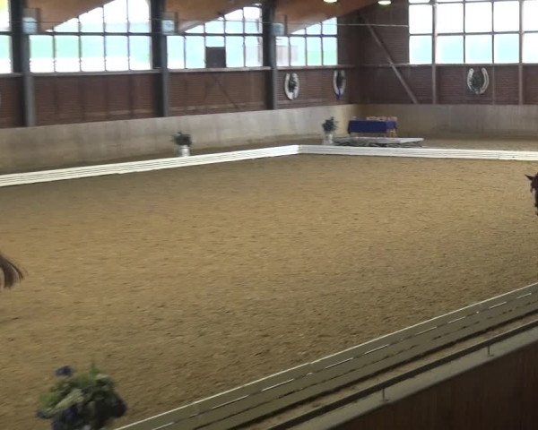 Reitturnier Köln-Leverkusen 2017