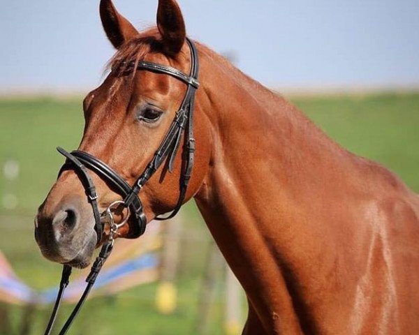 dressage horse Zorro 380 (German Sport Horse, 2014, from Zirkon 8)