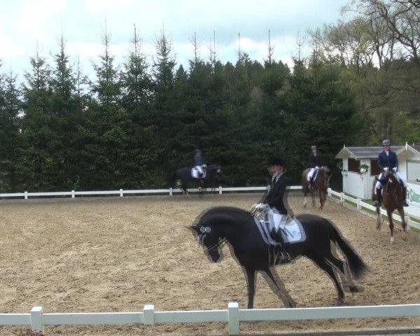Reitturnier Halver 2017
