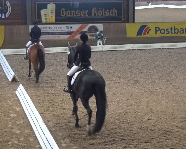 Reitturnier Köln-Leverkusen 2017