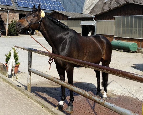 jumper Eclipse 12 (Westphalian, 1998, from Erasmus)