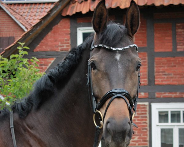 Zuchtstute Deine Lola (Hannoveraner, 2012, von Don Index)