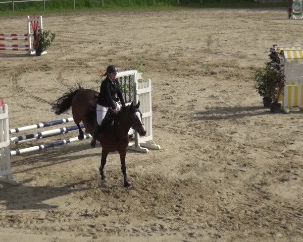 Reitturnier Köln-Leverkusen 2017