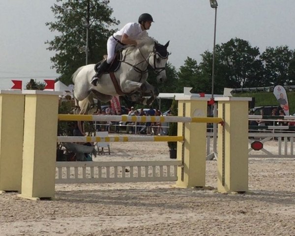Springpferd Chester 276 (Holsteiner, 2008, von Cassini II)