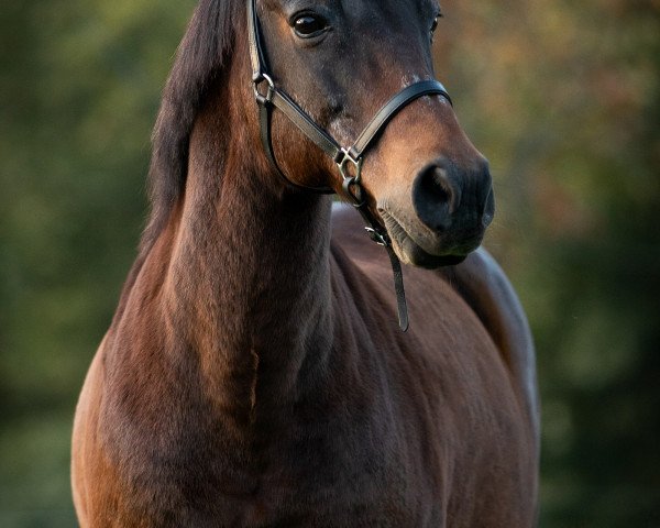 horse Mareno (New Forest Pony, 1997, from Priory Prickle)