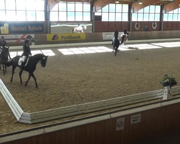 Reitturnier Köln-Leverkusen 2017