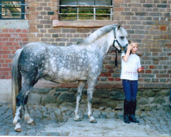dressage horse Rock Grey Yam (Welsh-Pony (Section B),  , from York von Rock Grey)