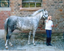 dressage horse Rock Grey Yam (Welsh-Pony (Section B),  , from York von Rock Grey)