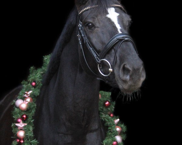 horse La Belle 245 (Westphalian, 2014, from Welton)