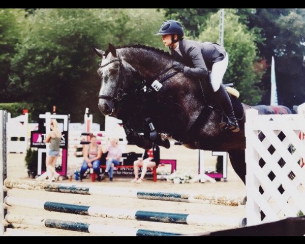 jumper Diaco (Hanoverian, 2014, from Diacontinus)