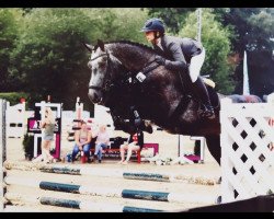 jumper Diaco (Hanoverian, 2014, from Diacontinus)