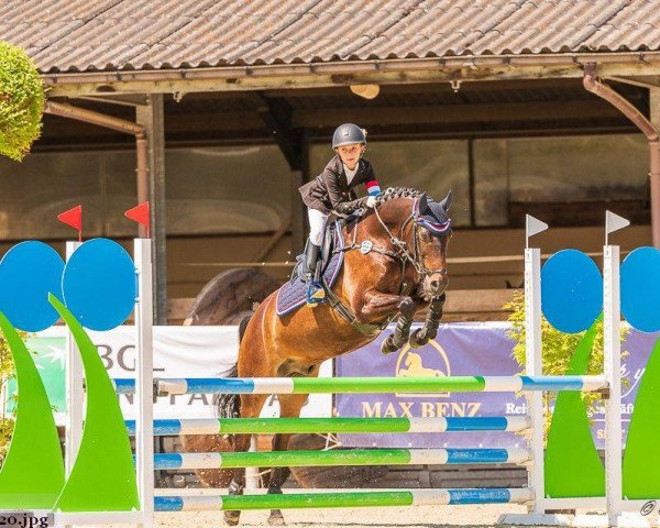 Springpferd Vatango Mo (Deutsches Reitpony, 2006, von Vivaldi)
