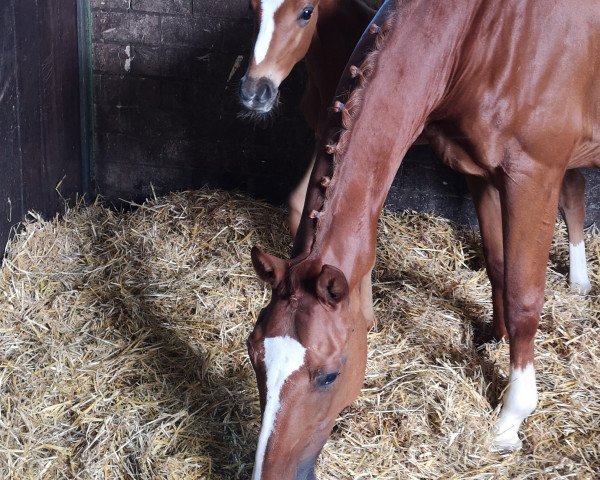 horse Midnight Cain (Oldenburg, 2018, from DSP Marc Cain)