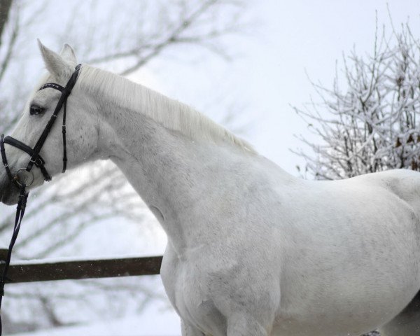 horse Alanee (Westphalian, 1998, from Aperto)