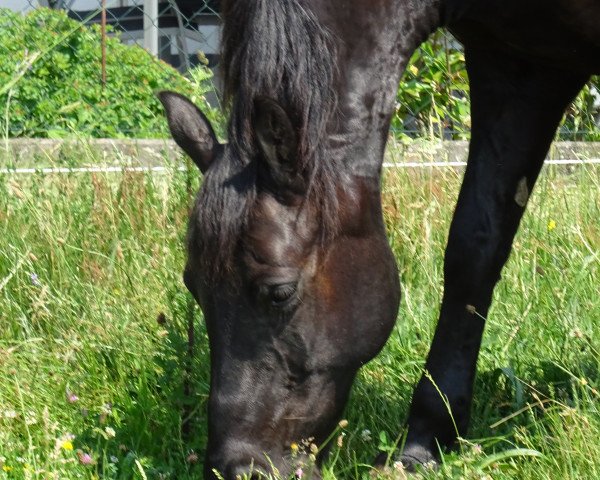 Pferd Black Jack 176 (Merenspony, 2005)