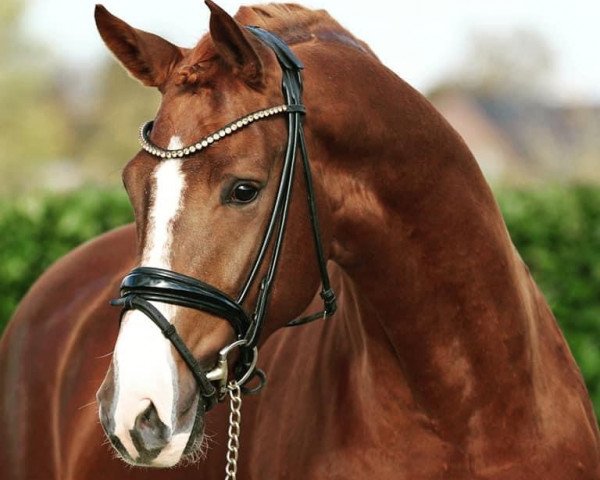 stallion Zion Incredible E (Rhinelander, 2018, from Zoom)
