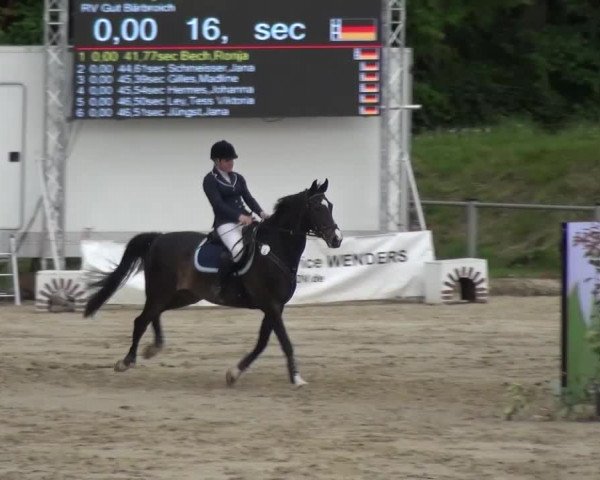 Reitturnier Köln-Leverkusen 2017