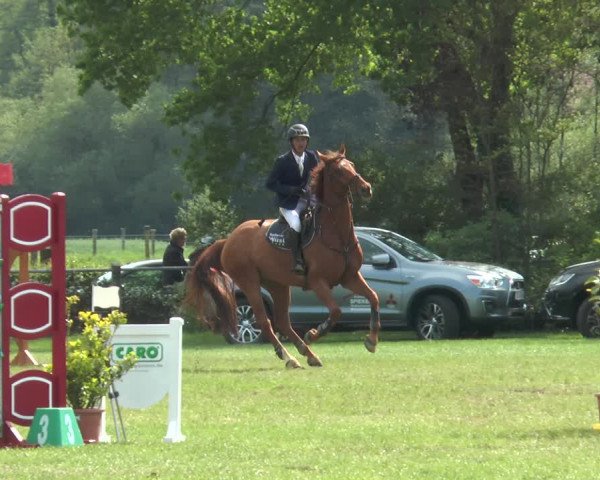 Reitturnier Lienen 2017
