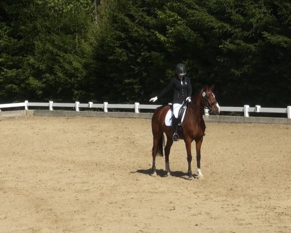 Reitturnier Halver 2017