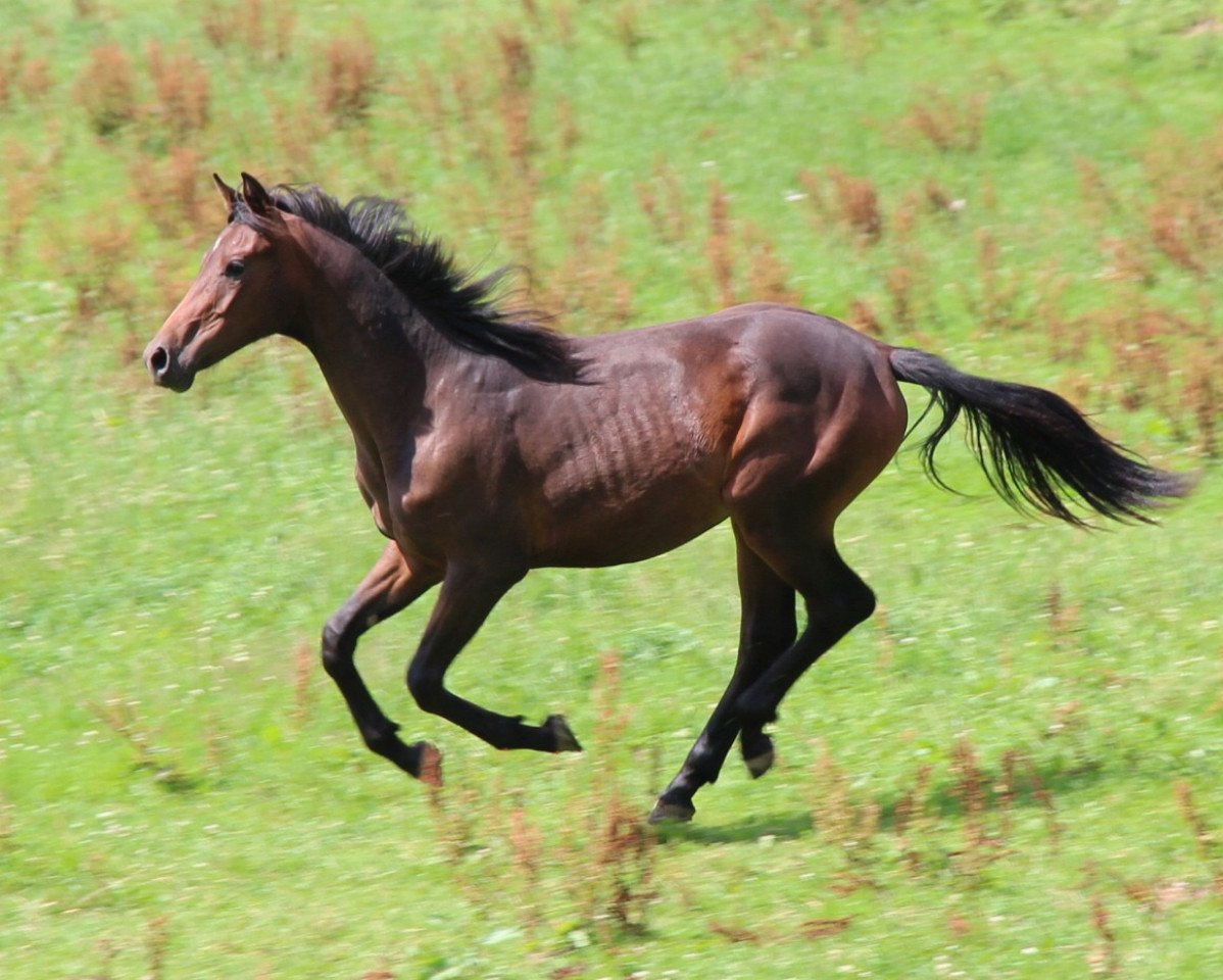 horse Felix Mendelssohn Bartholdy (Westphalian, 2014, from Sir Heinrich OLD)