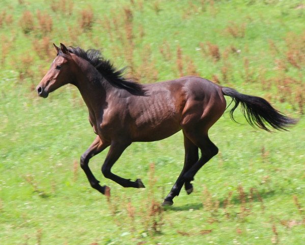 horse Felix Mendelssohn Bartholdy (Westphalian, 2014, from Sir Heinrich OLD)