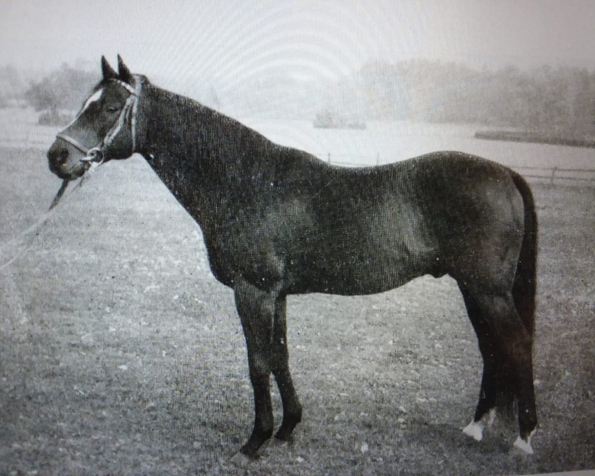 Deckhengst Nuvolari xx (Englisches Vollblut, 1938, von Oleander xx)