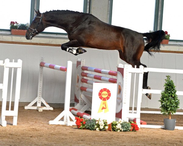horse Q-Valoo (Holsteiner, 2016, from Verdi)