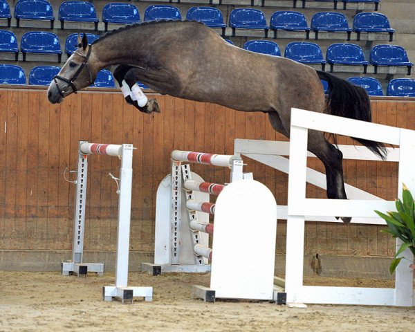 horse Hengst von Last Man Standing / Camposanto (German Sport Horse, 2016, from Last Man Standing)