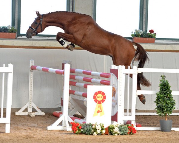 horse Kaskadeur (German Sport Horse, 2016, from Kasanova de La Pomme)