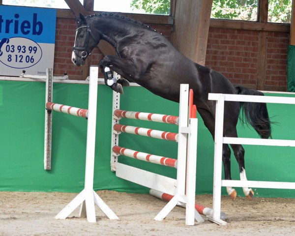 dressage horse Dujardin L (Hanoverian, 2016, from Diarado) dressage horse Dujardin L (Hanoverian, 2016, from Diarado)