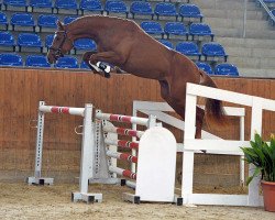 Springpferd Cavany (Holsteiner, 2016, von Colman)