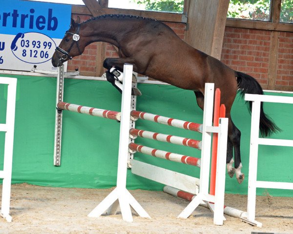 horse Hengst von Comerade / Re Mexico (German Sport Horse, 2016, from Comerade)