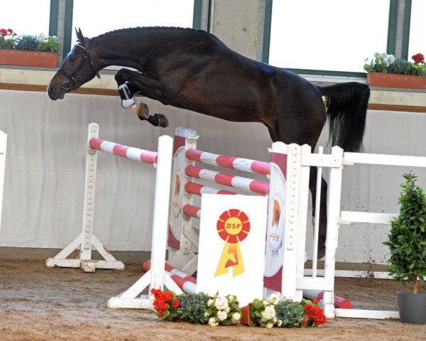 jumper Cassis Royal (German Sport Horse, 2016, from Chetlag)