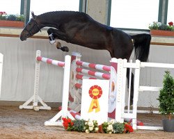 jumper Cassis Royal (German Sport Horse, 2016, from Chetlag)