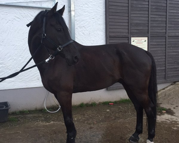 horse Castello 169 (Westphalian, 2004, from Charisma)