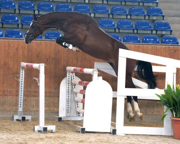 jumper Coeur de Lion S 3 (German Sport Horse, 2016, from Cassoulet)