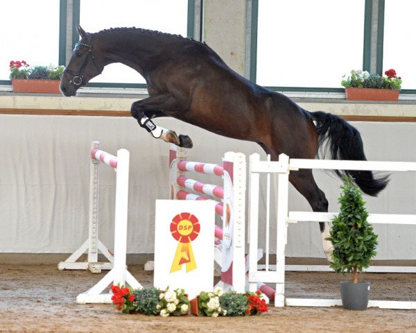 horse Casper G (German Sport Horse, 2016, from Carleyle)