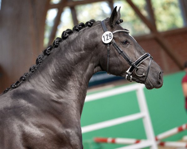 dressage horse Sahneprinz vom Rosenhof (Hanoverian, 2016, from Sezuan) dressage horse Sahneprinz vom Rosenhof (Hanoverian, 2016, from Sezuan)