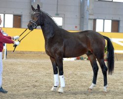 Dressurpferd Skywalker 92 (Deutsches Sportpferd, 2016, von San Amour I)