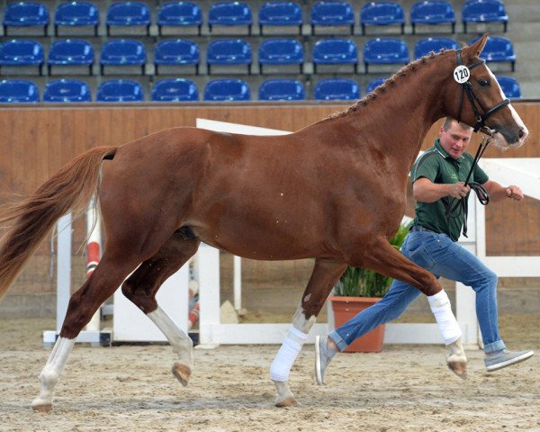 horse Hengst von Governor / Ampere (NLD) (Oldenburg, 2016, from Governor-Str)