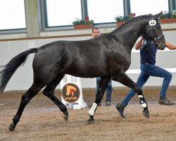 Dressage horse Dancer 291 (German Sport Horse, 2016, from Descolari)