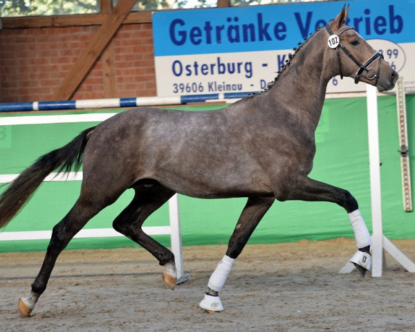 horse Hengst von Bordeaux / Quattro B (Oldenburg, 2016, from Bordeaux 28)