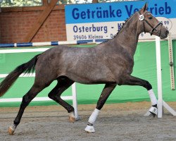 Pferd Hengst von Bordeaux / Quattro B (Oldenburger, 2016, von Bordeaux 28)