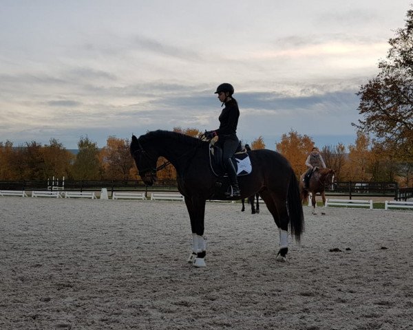 dressage horse Da Vinci B 4 (KWPN (Royal Dutch Sporthorse), 2008, from Carolus II)