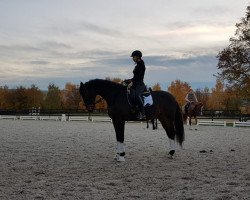 dressage horse Da Vinci B 4 (KWPN (Royal Dutch Sporthorse), 2008, from Carolus II)