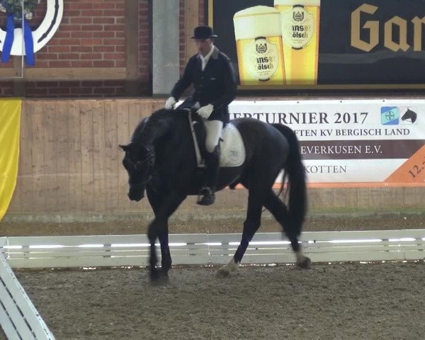 Reitturnier Köln-Leverkusen 2017