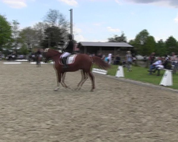 Reitturnier Ahlen 2017