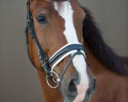dressage horse Full Victory (KWPN (Royal Dutch Sporthorse), 2010, from Up To Date)