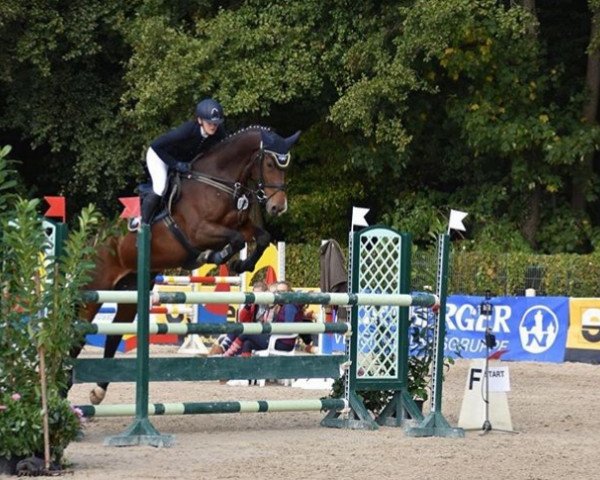 Springpferd Linta T (Mecklenburger, 0000, von Hh Linton)