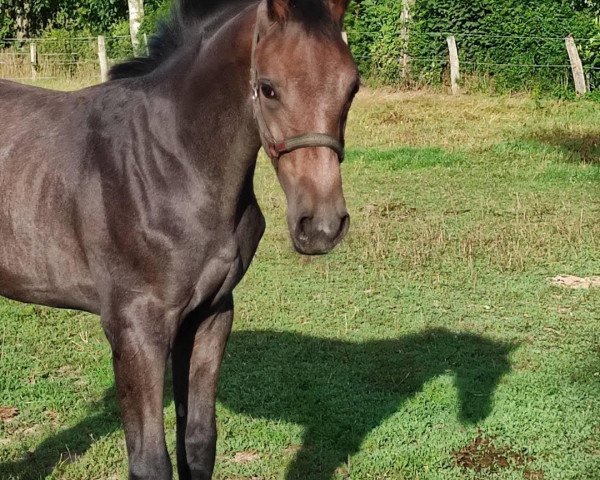 horse Zanardi S (Oldenburg show jumper, 2020, from L.B. Zornell II)